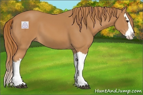 Horse Color:Chestnut Splash