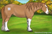 Horse Color:Chestnut Splash 