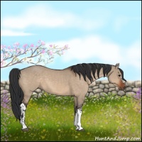 Horse Color:Bay Dun  and Bay Dun 
