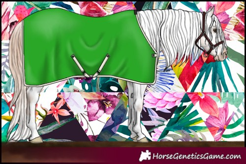 Horse Color:Chestnut Appaloosa 