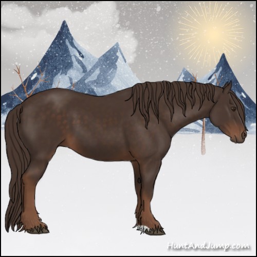 Horse Color:Liver Chestnut 