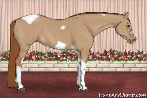 Horse Color:Red Dun Tobiano Frame 