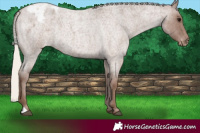 Horse Color:Silver Blue Roan Appaloosa 