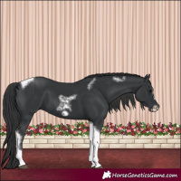 Horse Color:Black Tobiano Frame