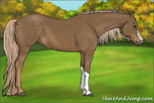 Horse Color:Chocolate Palomino 