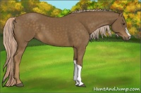 Horse Color:Chocolate Palomino