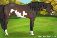 Horse Color:Buckskin Roan Frame 