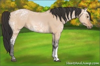 Horse Color:Bay Ice Dun 
