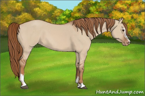 Horse Color:Red Dun Sabino Appaloosa 