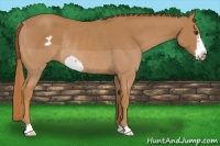 Horse Color:Chestnut Frame Rabicano 