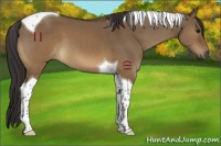 Horse Color:Buckskin Dun Tobiano 