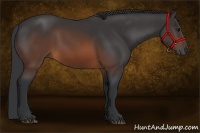 Horse Color:Brown Rabicano 