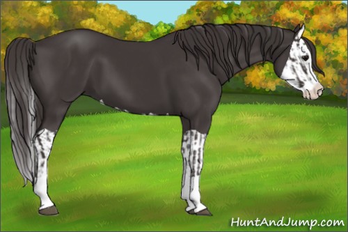 Horse Color:Smoky Black Splash  and Smoky Black Splash 
