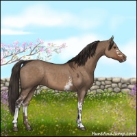Horse Color:White Spotted Liver Red Dun 