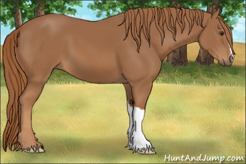 Horse Color:Chestnut 