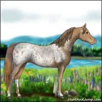 Horse Color:Chestnut Appaloosa 