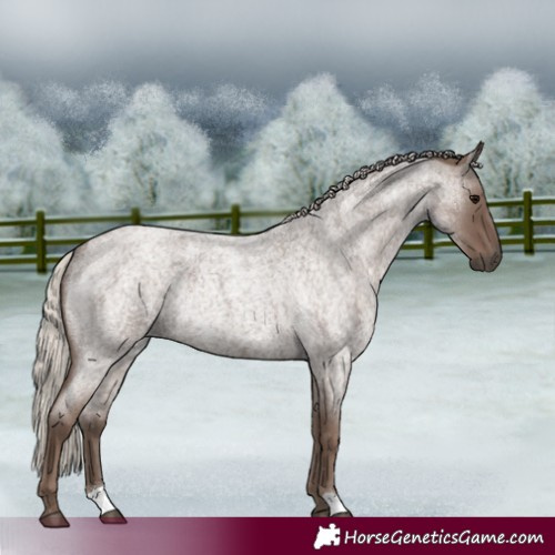 Horse Color:Silver Blue Roan Rabicano 