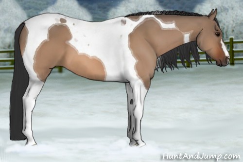 Horse Color:Bay Dun Tobiano