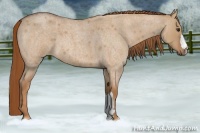 Horse Color:Red Dun Roan 