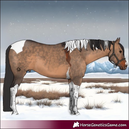 Horse Color:Brown Dun Tobiano