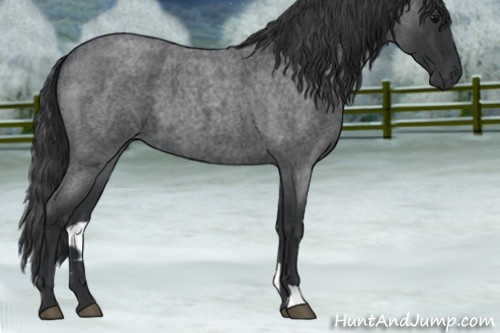 Horse Color:Blue Roan 