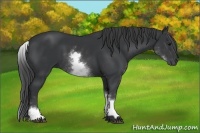 Horse Color:White Spotted Black
