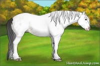 Horse Color:White Spotted Bay 