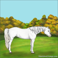 Horse Color:Palomino Near Leopard Rabicano 