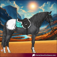Horse Color:Black Appaloosa