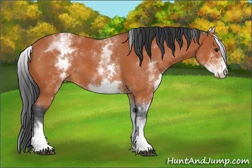 Horse Color:White Spotted Bay