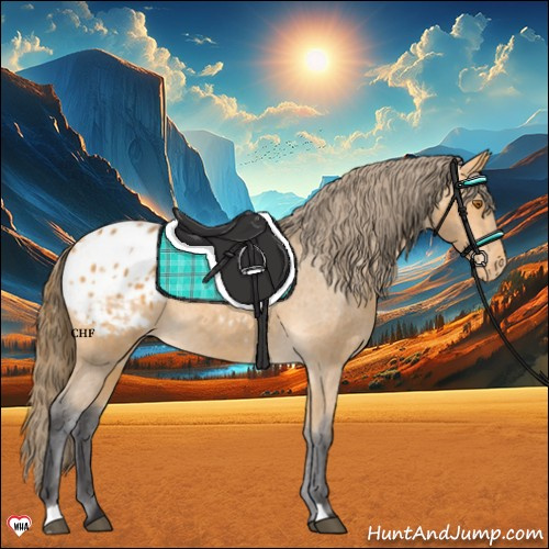 Horse Color:Buckskin Blanket 