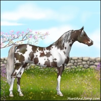 Horse Color:White Spotted Liver Chestnut 
