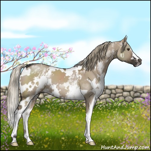 Horse Color:White Spotted Liver Red Dun 