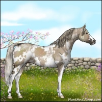 Horse Color:White Spotted Liver Red Dun 
