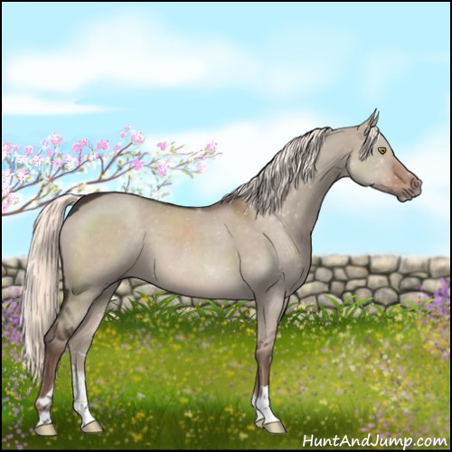 Horse Color:Liver Red Dun 