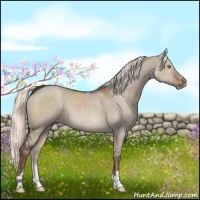 Horse Color:Liver Red Dun 