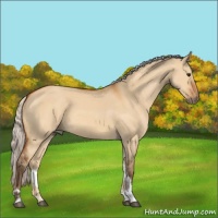 Horse Color:Silver Bay Dun Tobiano 