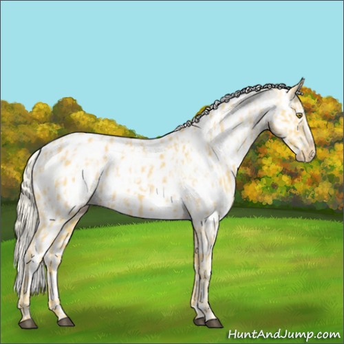 Horse Color:Palomino Near Leopard and Palomino Frame Near Leopard