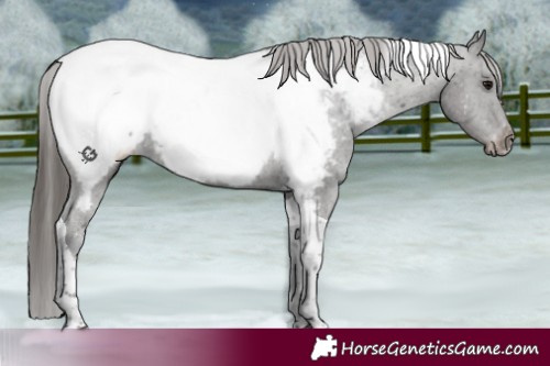 Horse Color:Black Tobiano Appaloosa 