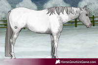 Horse Color:Black Tobiano Appaloosa 