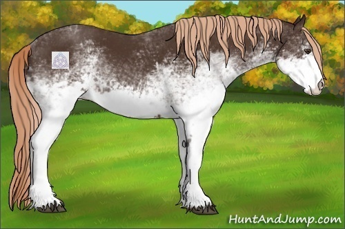 Horse Color:White Spotted Liver Chestnut