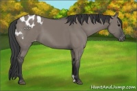Horse Color:Grullo Appaloosa 