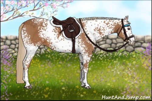 Horse Color:White Spotted Chestnut 