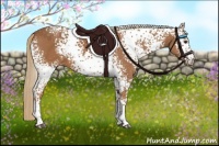 Horse Color:White Spotted Chestnut 