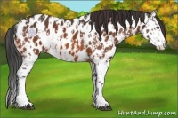 Horse Color:Bay Leopard and Bay Splash Leopard