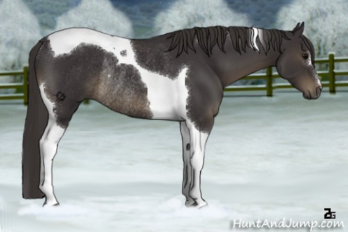 Horse Color:Smoky Black Tobiano Rabicano 