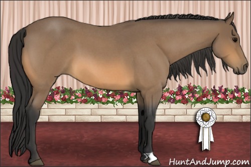 Horse Color:Buckskin Roan 