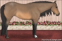 Horse Color:Buckskin Roan 