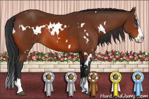Horse Color:White Spotted Bay Splash 