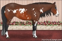 Horse Color:White Spotted Bay Splash